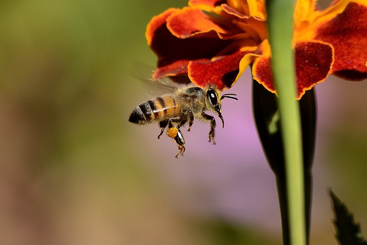 The Role of Bees in Urban Sustainability